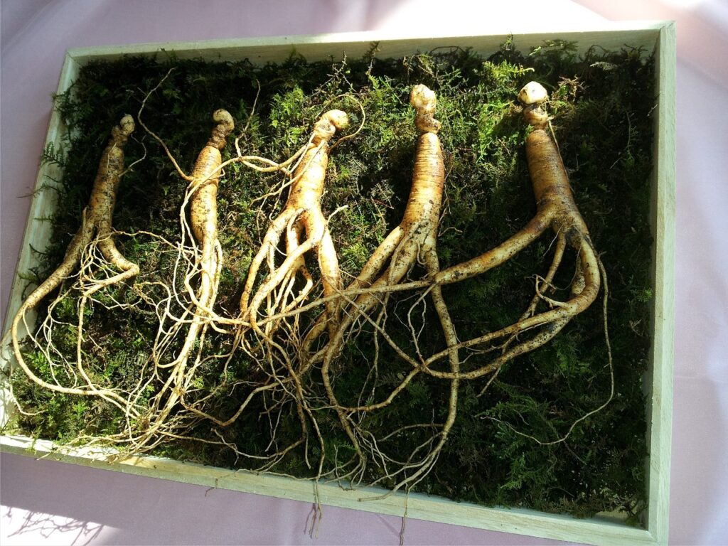 ginseng herbal guide