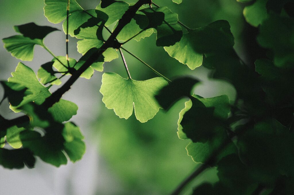 Close-up of ginkgo leaves with sunlight filtering through in Yichang, Hubei, China. Captures serene nature.