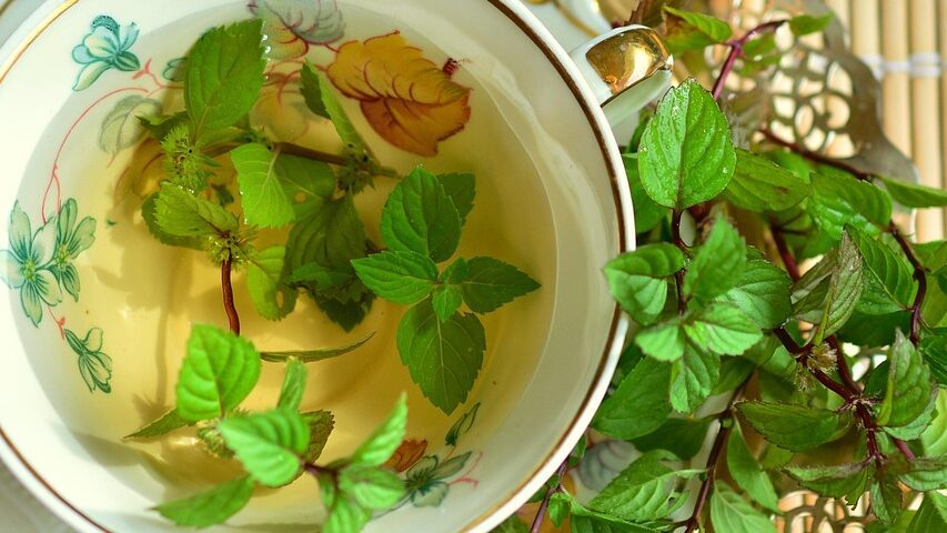 peppermint, peppermint tea, mint, tea, leaves, medicinal herbs, tea herbs, herbal plant, culinary herbs, healthy, medicinal plant, drink, green mint, health, healing, nature, herbs, tea cup, aroma, taste, cup, dishes, cover, gold rim