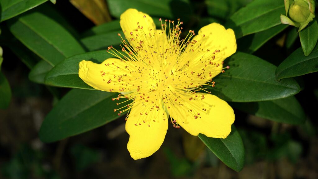 Vivid yellow Hypericum flower in full bloom with lush green leaves.