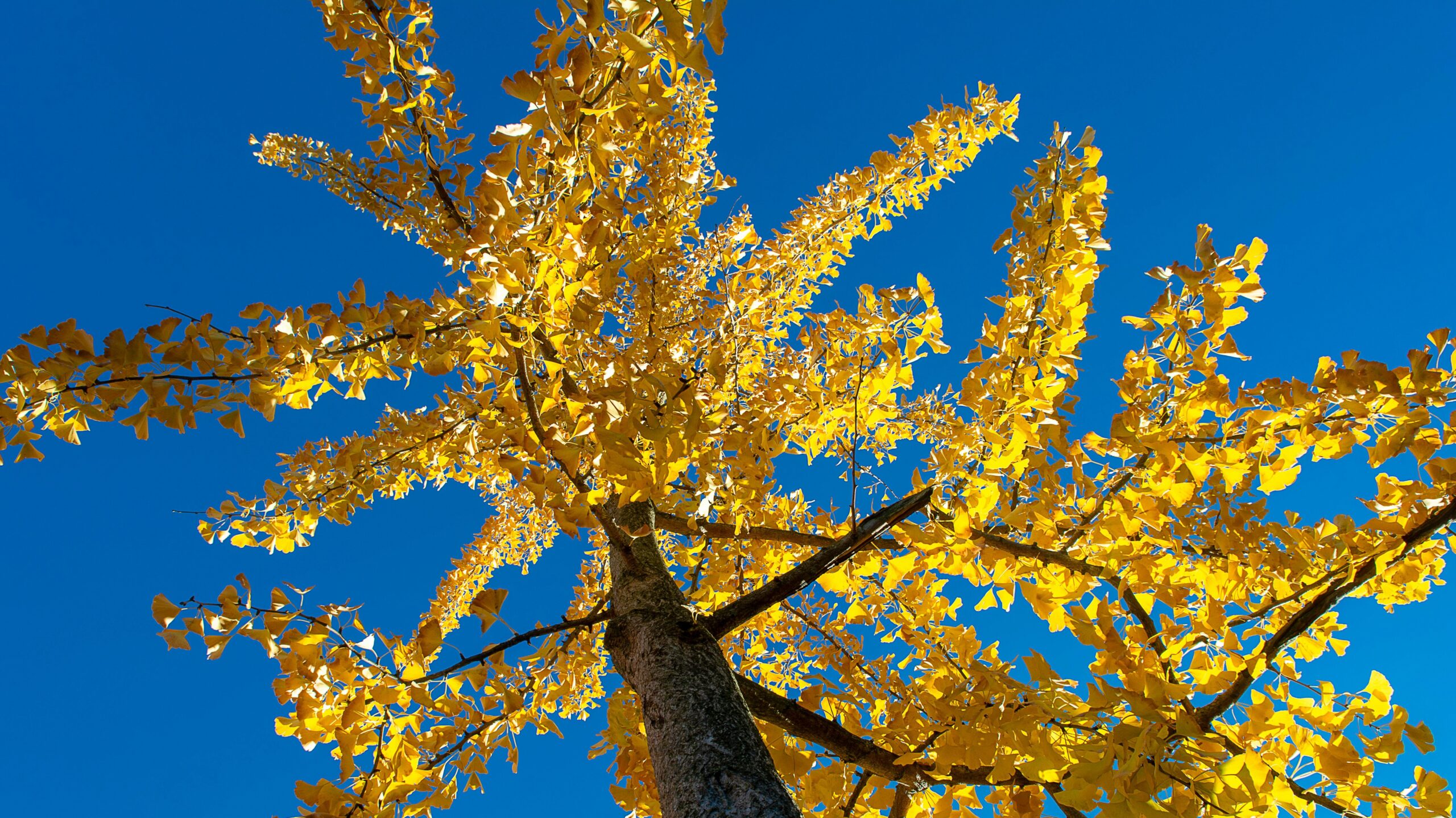 Upward view of a vibrant Ginkgo tree with yellow leaves and a blue sky background.