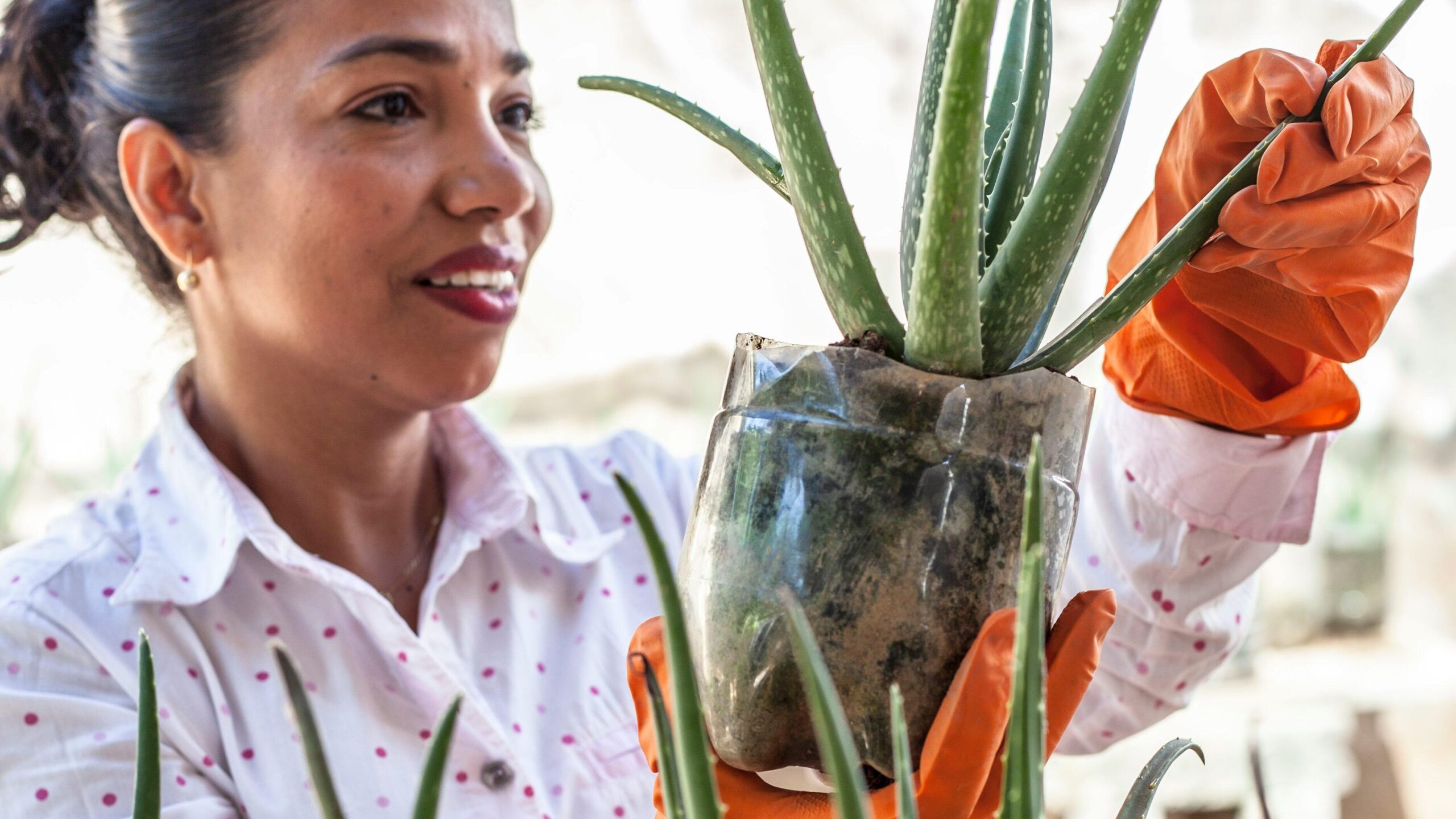 Woman tending to succulents outdoors, highlighting gardening skills and plant care.