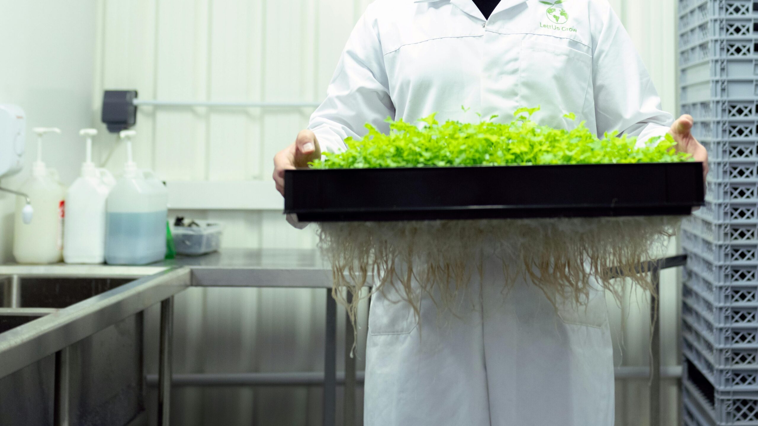 Scientist in a laboratory holding a tray of hydroponic plants, showcasing sustainable agriculture.