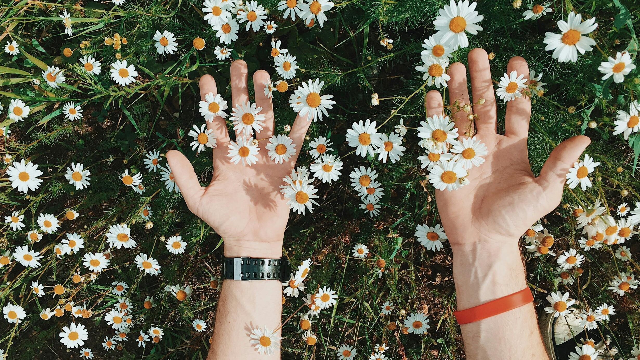 Close-up of hands amidst blooming chamomile flowers, capturing nature's beauty in a field.