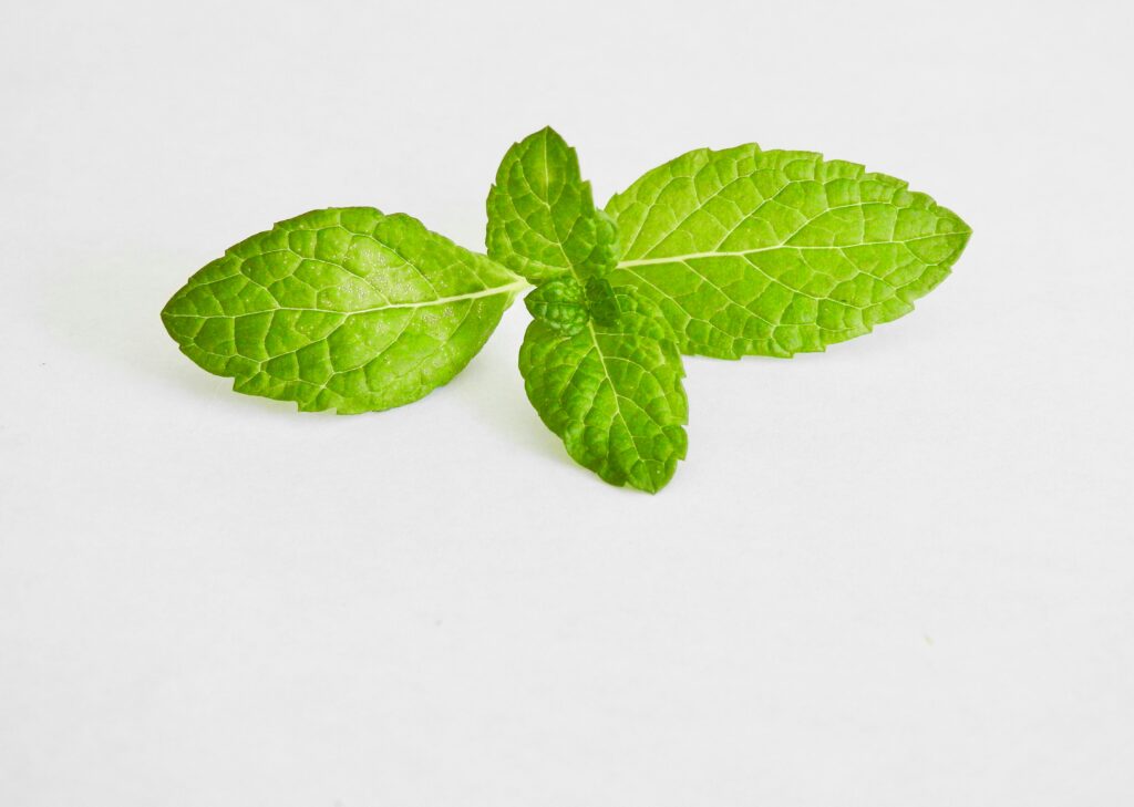 Vibrant green mint leaves against a plain white backdrop, showcasing natural freshness.