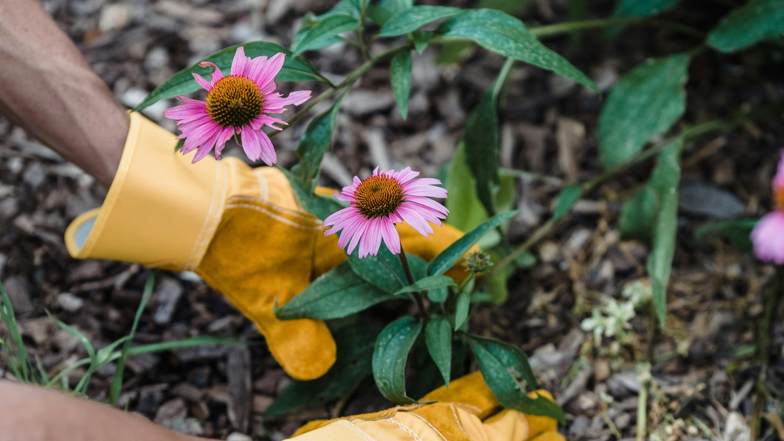 Close-up of gardener's hands in yellow gloves planting echinacea flowers outdoors.