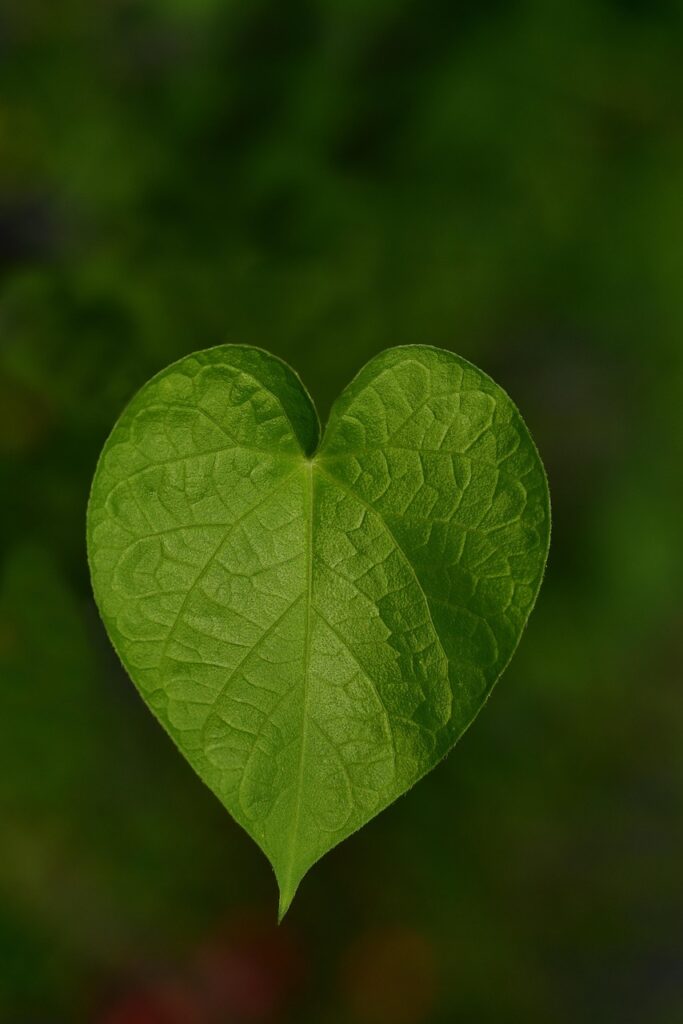 leaf, heart leaf, heart, nature, love, heart shape, symbol, romantic, imagination, in love, tendril, green, structure, beautiful, leaf, heart leaf, heart leaf, heart leaf, heart leaf, heart leaf, heart, heart, heart