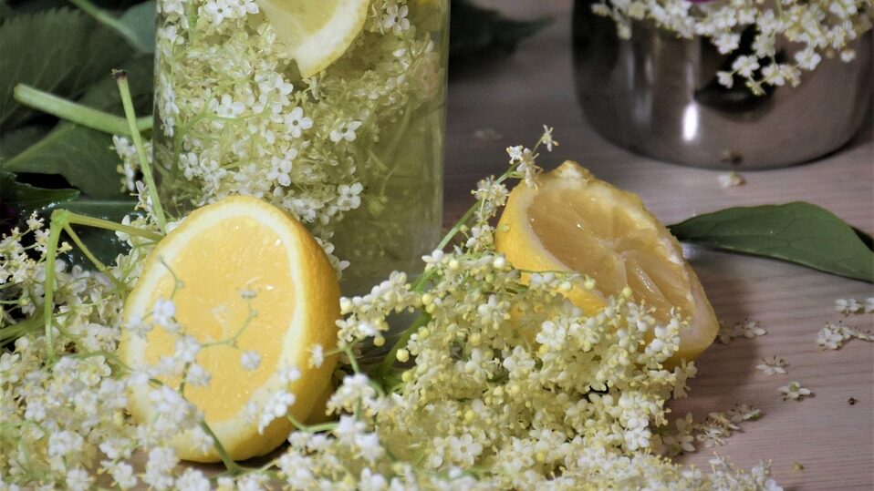 Beat the Flu Faster: Elderberry – Nature’s Tasty Antiviral Shield